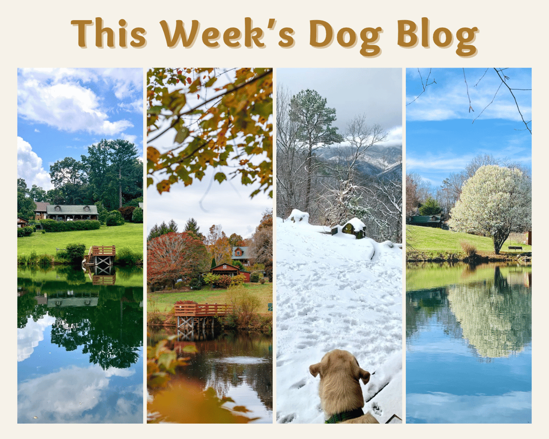 Dog Blog Graphic