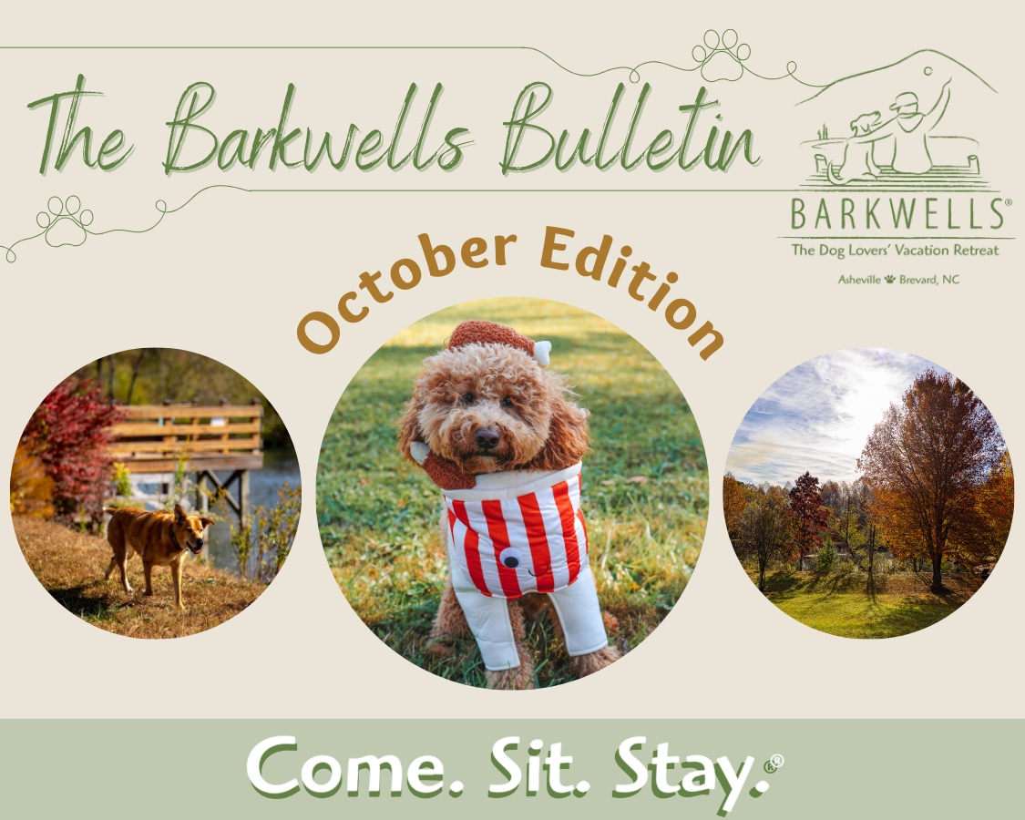 Oct2026 Barkwells Monthly Newsletter Email Header