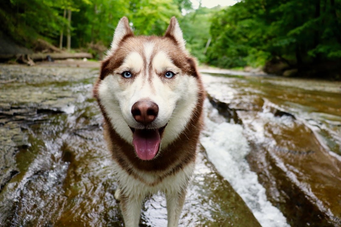husky-at-waterfall
