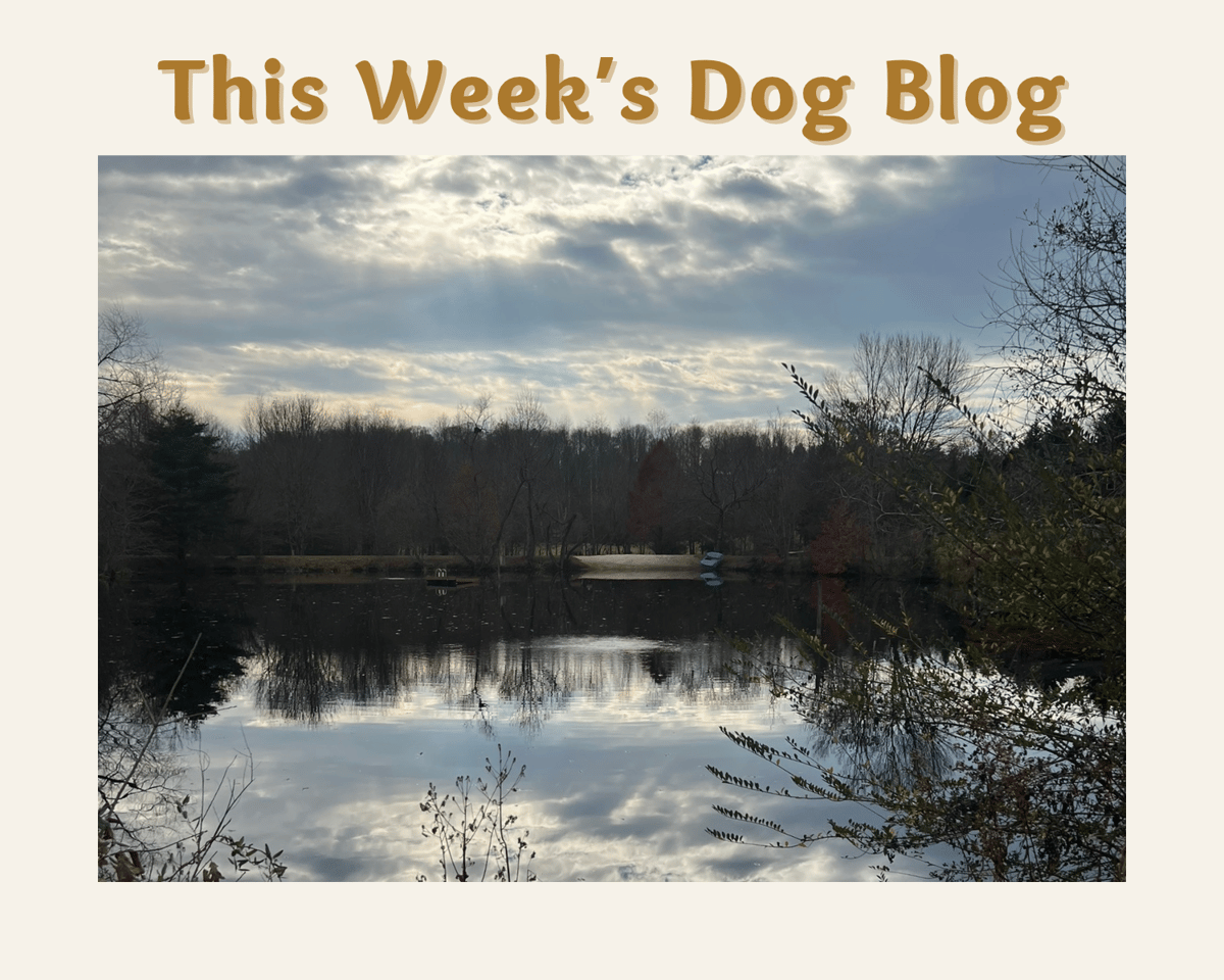 octDogblog
